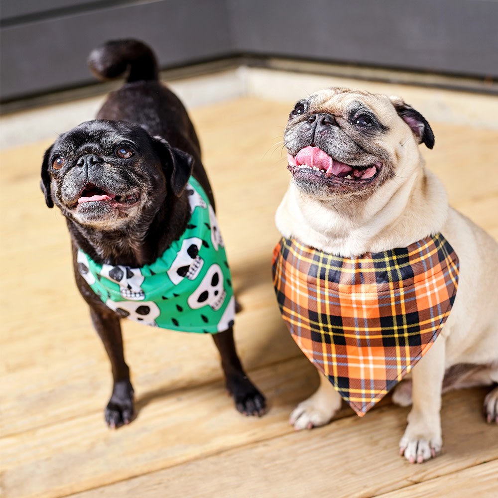 Two pugs wearing dog bandanas
