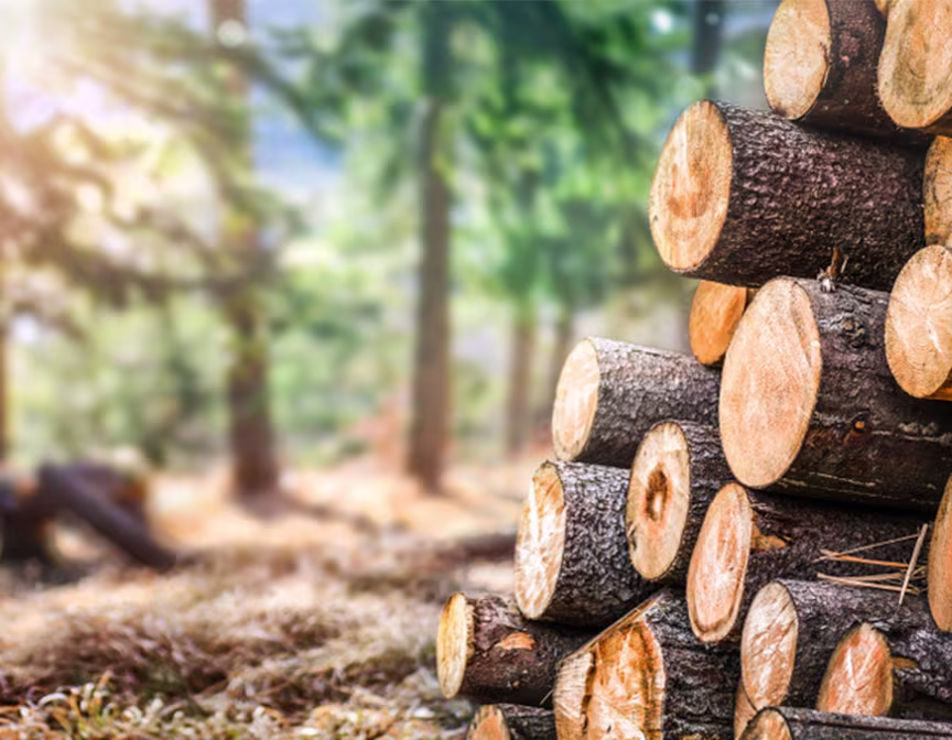 Cut down trees in sunny forest