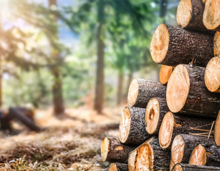 Cut down trees in sunny forest