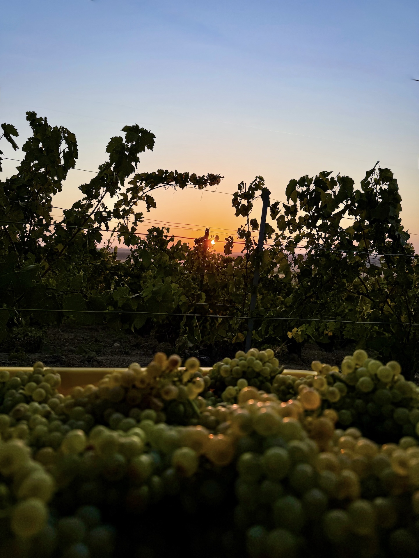 2026, The Earliest Harvest Champagne Has Ever Seen
