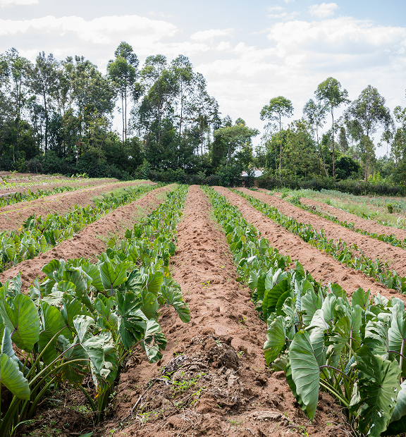 Línea Adquisición de Agroinsumos