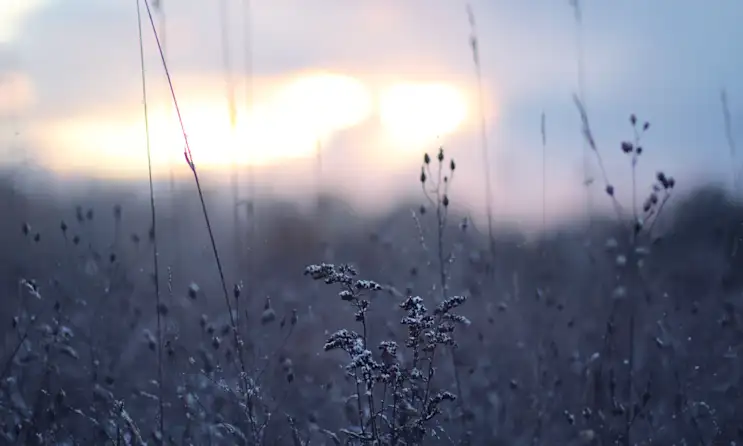 A image of plants.