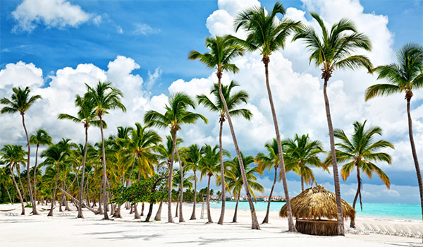Pristine beach lined with palm trees