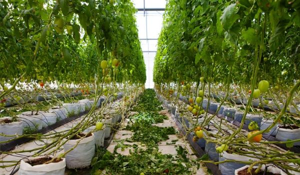 Serre pleine de fruits et de légumes locaux