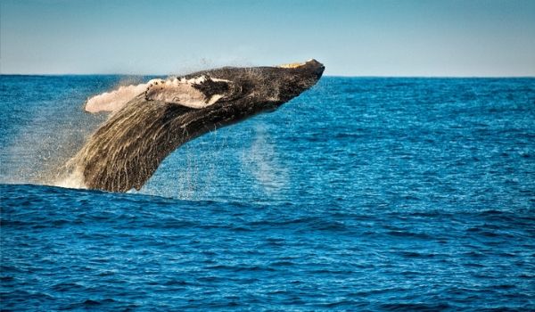 Whale breaching through the water off the coast of St. John’s
