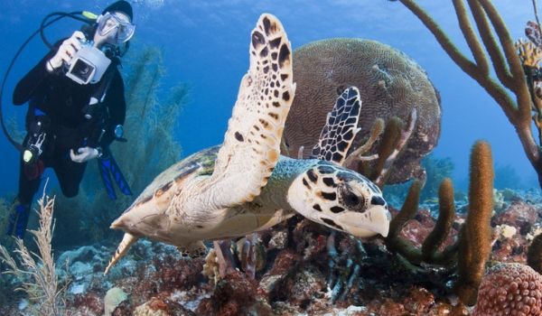 Person scuba diving by a sea turtle in a coral reef