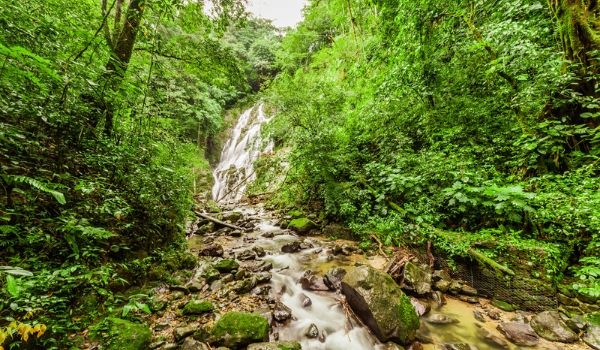 Chute d’eau dans une forêt vierge dense et luxuriante formant un ruisseau