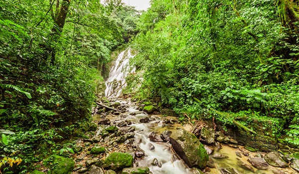 Chute d’eau dans une forêt vierge dense et luxuriante formant un ruisseau