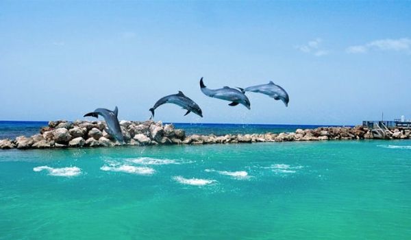 Quatre dauphins sautillant dans l’eau