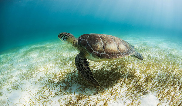 Sea turtle swimming along the sea floor