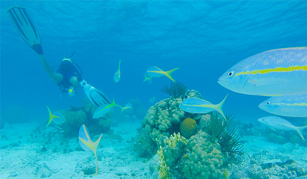 Person snorkelling with tropical fish