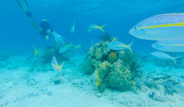 Personne faisant de la plongée avec tuba parmi les poissons tropicaux