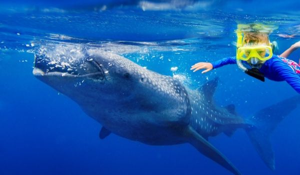 Un enfant faisant de la plongée avec tuba à côté d’un requin-baleine