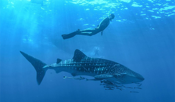 Un enfant faisant de la plongée avec tuba à côté d’un requin-baleine