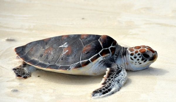 Sea turtle on beach