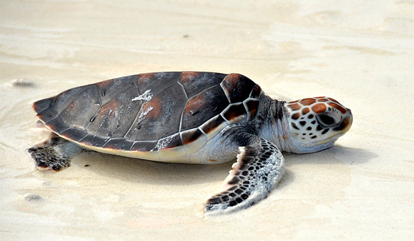 Tortue de mer sur la plage