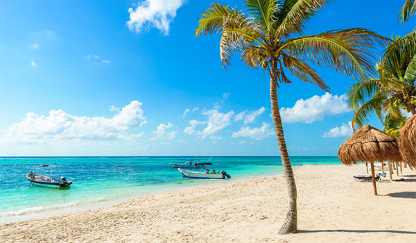 White-sand beach lined with palm trees