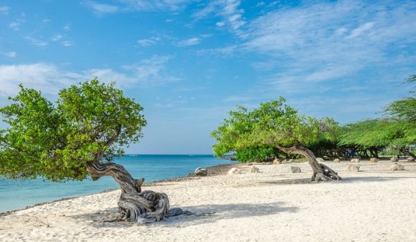 Divi-divi trees on the beach in Aruba