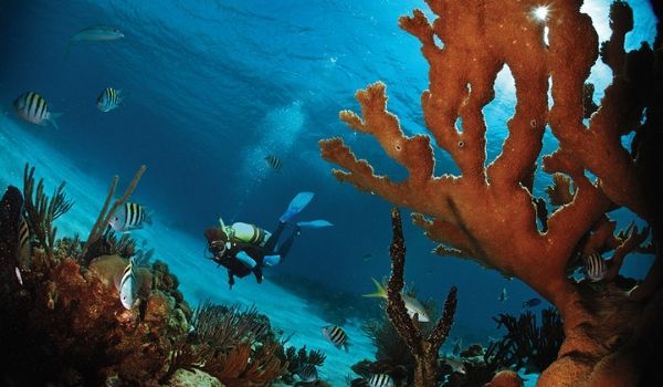 Person scuba diving through a coral reef