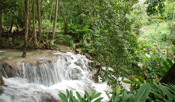 Les majestueuses chutes de la Dunn nichées dans la jungle luxuriante