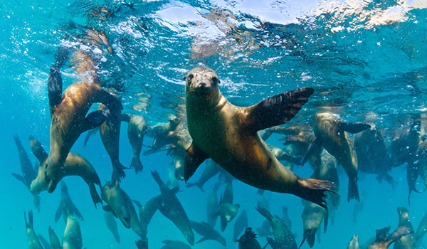 Famille d’otaries nageant
