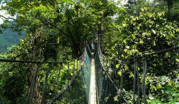 Rope bridge crossing over the lush rainforest treetops