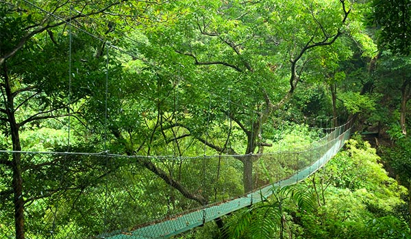 Suspended bridge nestled within a lush Costa Rican rainforest