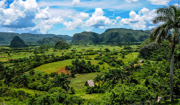 Lush tobacco fields with limestone cliffs in the distance