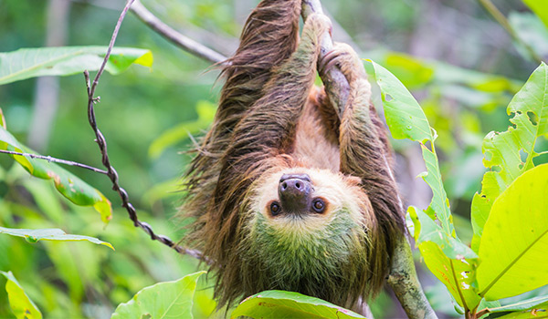 Sloth hanging upside down from a tree branch