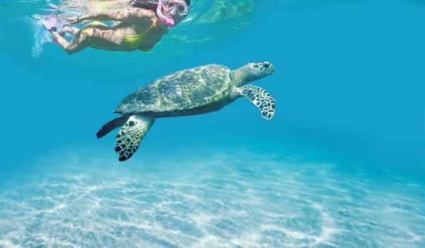 Femme faisant de la plongée avec tuba près d'une tortue de mer