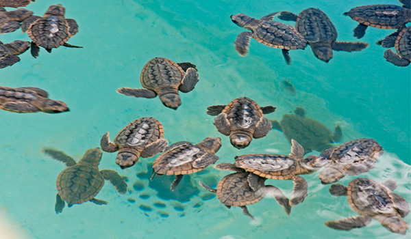 Baby sea turtles swimming at the local sea turtle sanctuary