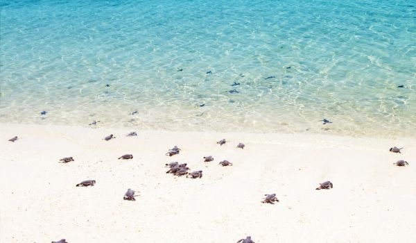 Baby sea turtles crawling towards the ocean