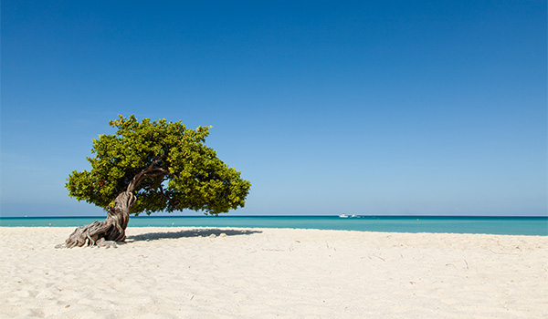 Femme assise dans un arbre regardant la plage