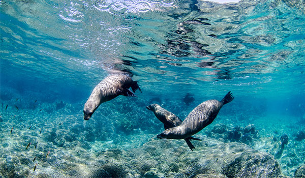 Three sea lions swimming underwater