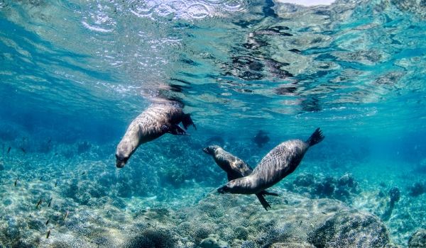 Three sea lions swimming underwater