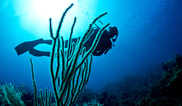 Plongeur sous-marin dans la mer