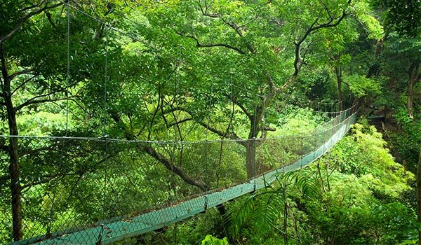 Suspension foot bridge leading through the tree tops of the Costa Rican jungle