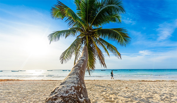 Palmiers sur le sable doux de la Playa Paraiso