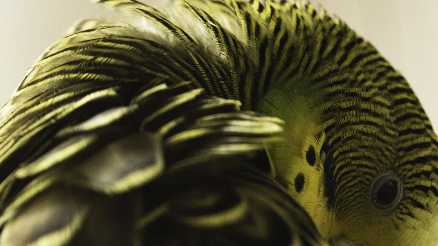 Closeup shot of a yellow Australian parakeet bird with a folded neck