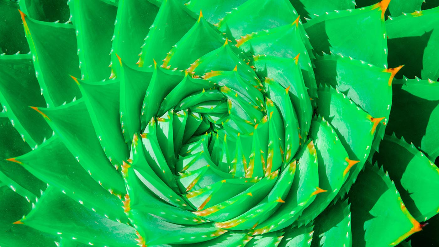 An Aloe Polyphylla Spiral Plant, spiral aloe, kroonaalwyn, lekhala kharetsa, Evergreen succulent that displays the fibonacci sequence.