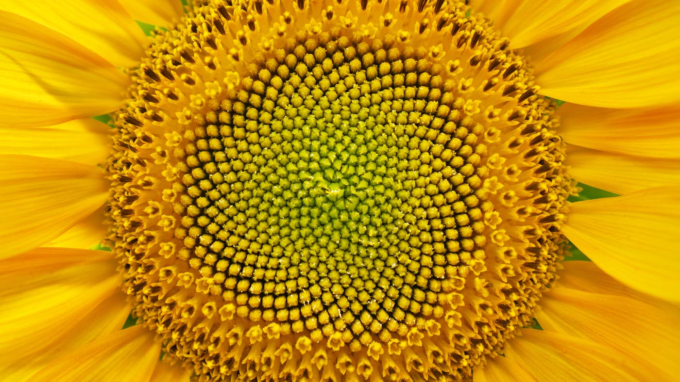 fibonacci-sequence-seed-arrangement-sunflower