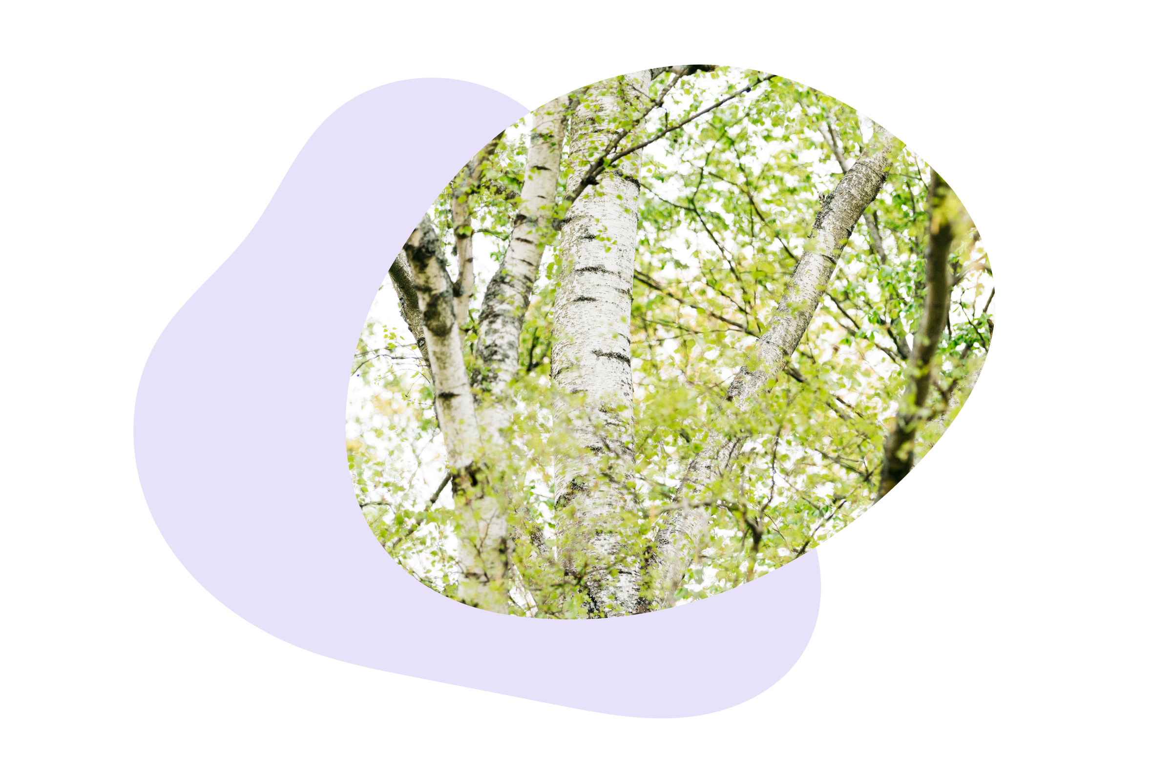 An image of a birch tree in a natural setting, symbolizing peace, mental clarity, and emotional balance. This serene and calming image is a representation of inner tranquility and mindfulness. Ideal for those seeking psychological services in Oslo or online, focusing on stress relief, anxiety management, and mental well-being. Perfect for individuals looking for a peaceful mind and emotional equilibrium. Psychological support, therapy, and mental health services in Oslo.