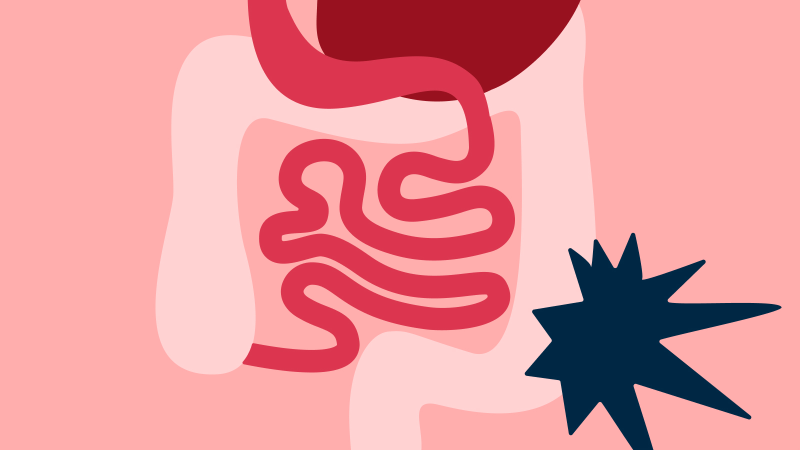 Maldigestion - Comment fonctionne le processus de digestion