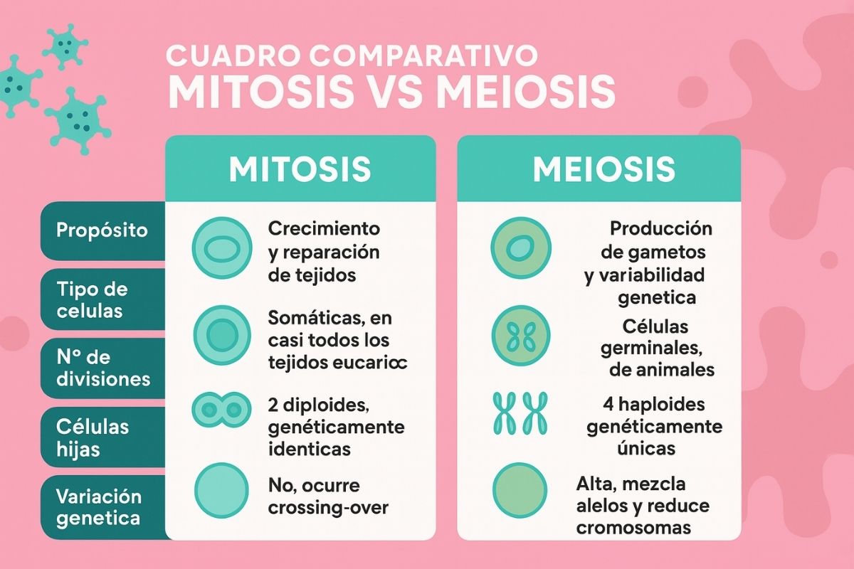 cuadro comparativo entre mitosis y meiosis