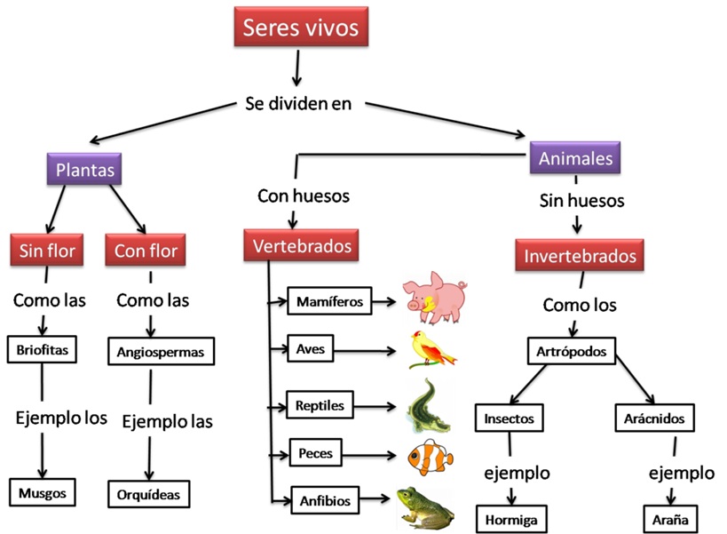 mapa conceptual 1