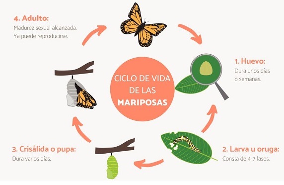10. Mind map on the lifecycle of butterflies