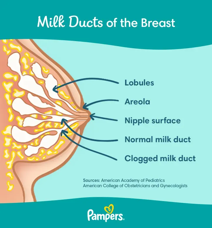 Milk Duct of the Breast