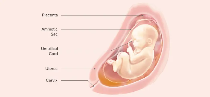 28 Weeks Pregnant - Fetus Development