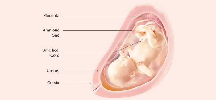 31 Weeks Pregnant - Fetus Development