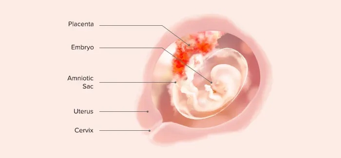 Baby At 12 Weeks Of Pregnancy